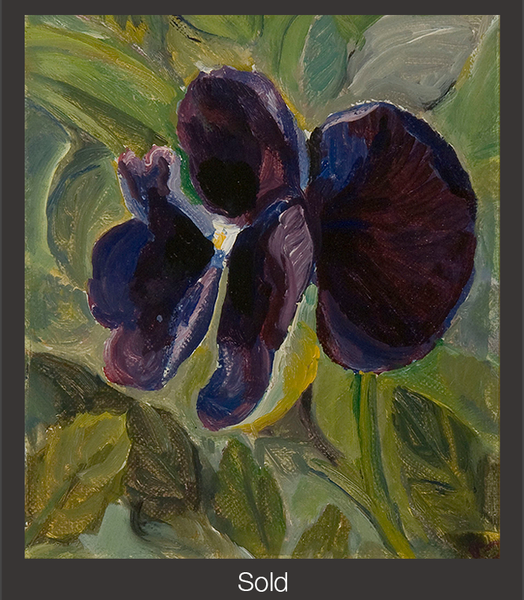 Closeup of a single violet pansy flower against a sea of green leaves.